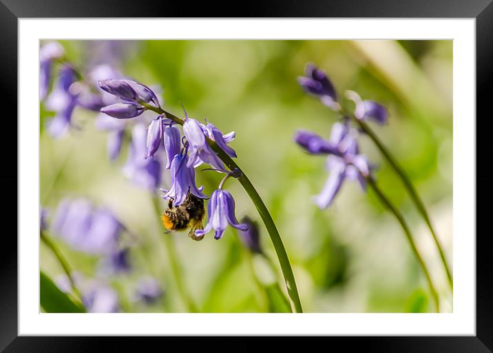 Bee gathering pollen Framed Mounted Print by Phil Robinson