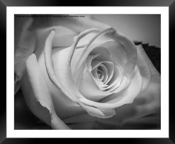 White Rose Framed Mounted Print by Phil Robinson