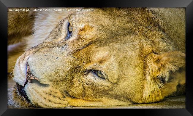 Lioness Framed Print by Phil Robinson