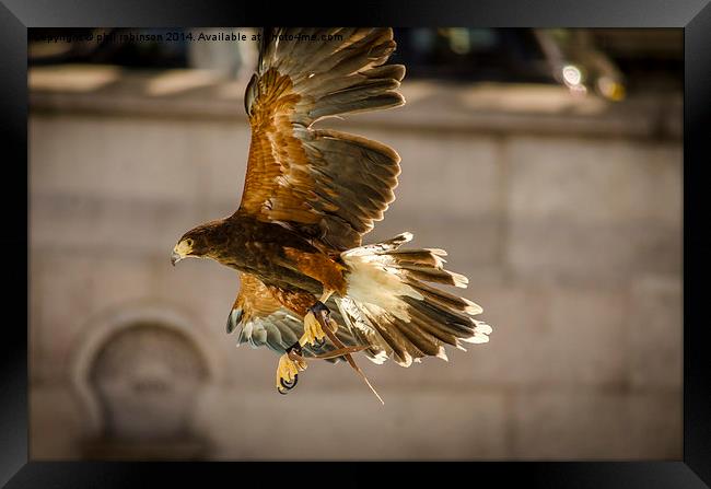 Harris Hawk Framed Print by Phil Robinson