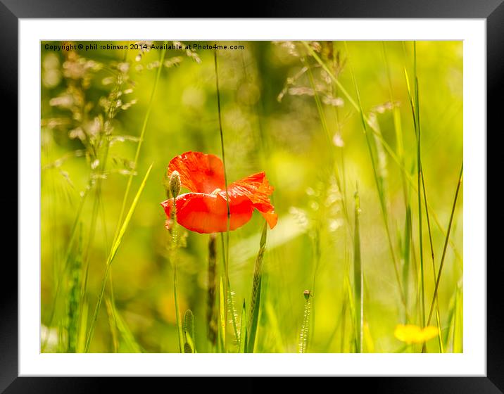 Poppy in Spring Framed Mounted Print by Phil Robinson