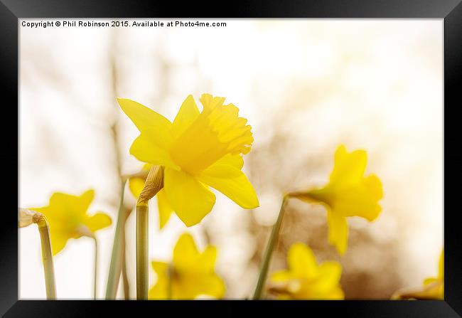  Daffodils in the sun  Framed Print by Phil Robinson