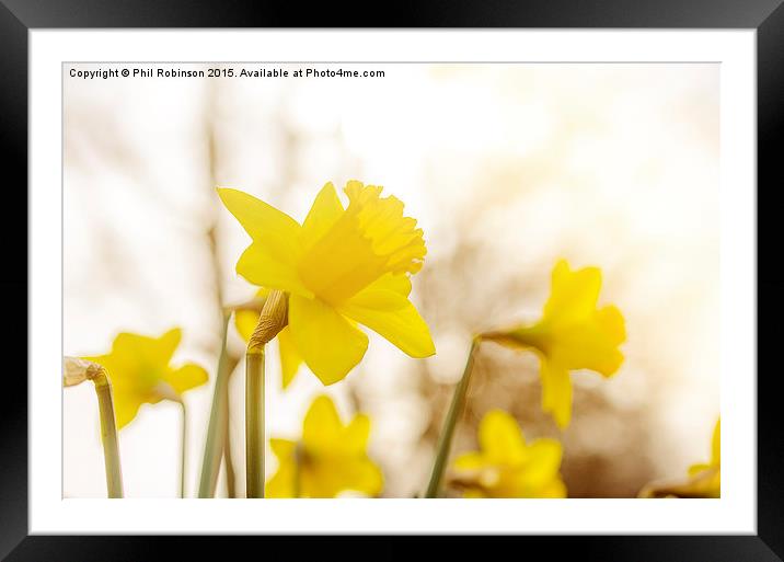  Daffodils in the sun  Framed Mounted Print by Phil Robinson