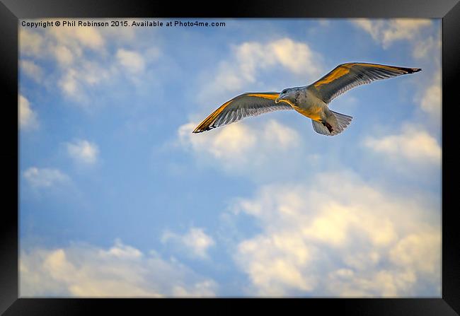  Seagull on a sunset afternoon  Framed Print by Phil Robinson