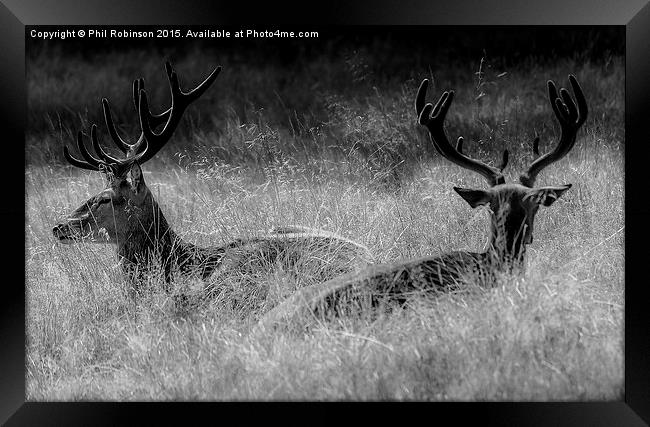  Deer enjoying the sun  Framed Print by Phil Robinson