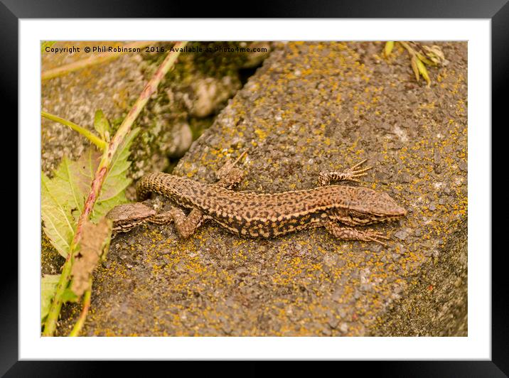 Salamanders  Framed Mounted Print by Phil Robinson