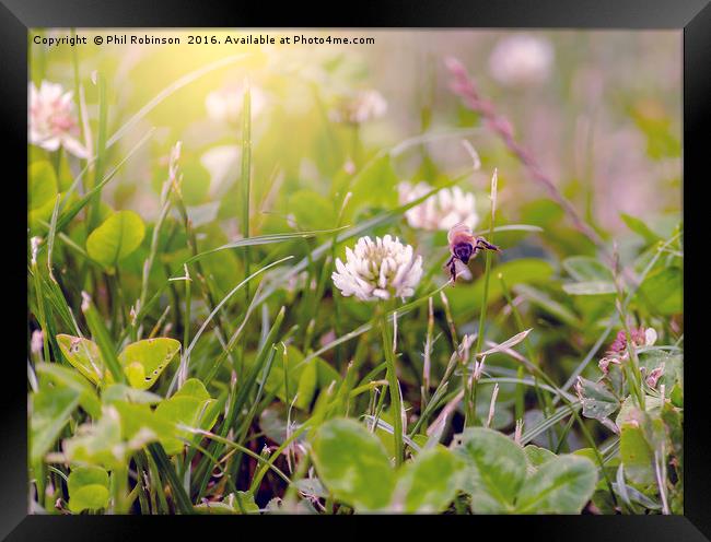 Bee flying between flowers looking for pollen Framed Print by Phil Robinson