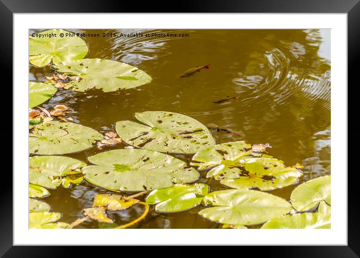 Fish and water lilies  Framed Mounted Print by Phil Robinson