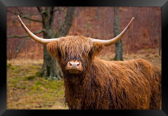 Highland Cow in Field Framed Print by Steven Brown