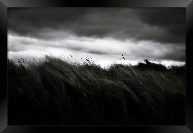 Wild Grasses In A Storm Framed Print by Steven Brown