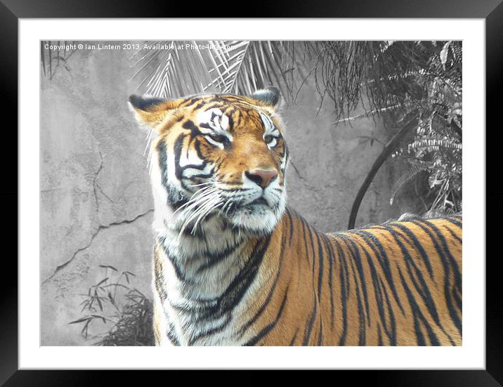 Tiger Tiger Framed Mounted Print by Ian Lintern
