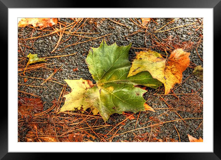 Autumn Framed Mounted Print by Tony Brooks