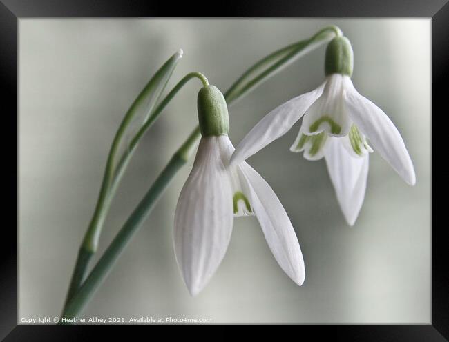 Snowdrops Framed Print by Heather Athey