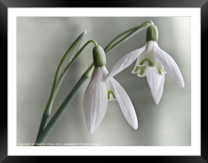 Snowdrops Framed Mounted Print by Heather Athey