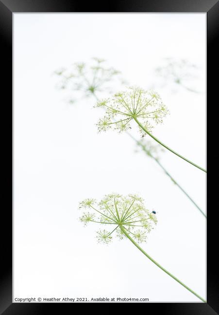 Cow Parsley Framed Print by Heather Athey
