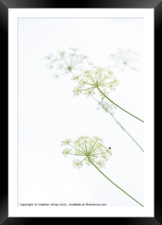 Cow Parsley Framed Mounted Print by Heather Athey