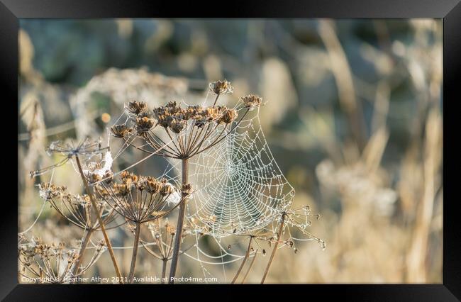 Cow Parsley cobwebs Framed Print by Heather Athey