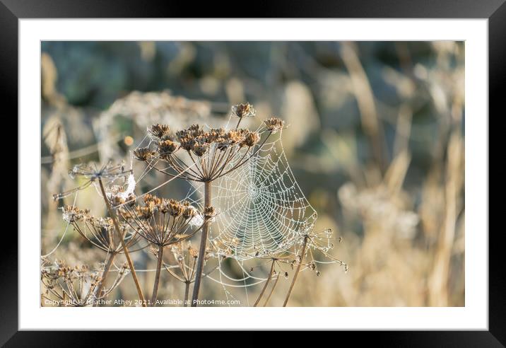 Cow Parsley cobwebs Framed Mounted Print by Heather Athey