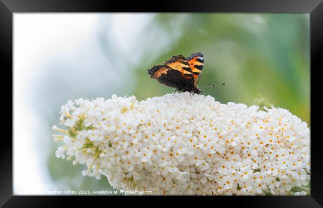 A tortoiseshell butterfly on a buddleia flower Framed Print by Heather Athey