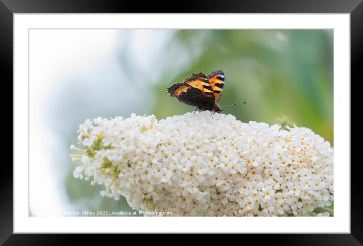 A tortoiseshell butterfly on a buddleia flower Framed Mounted Print by Heather Athey