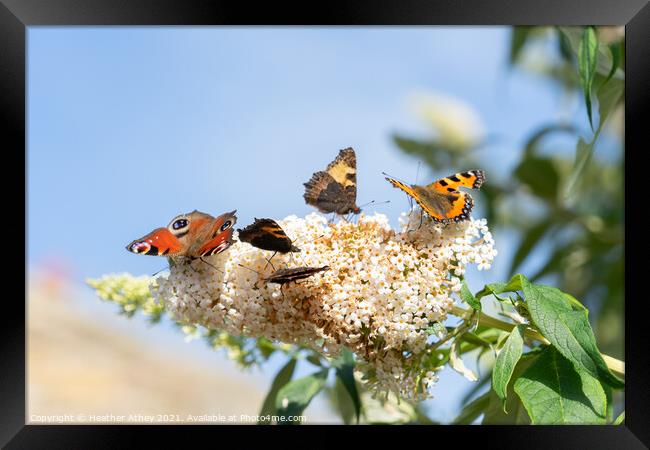 Butterflies on Buddleia Framed Print by Heather Athey