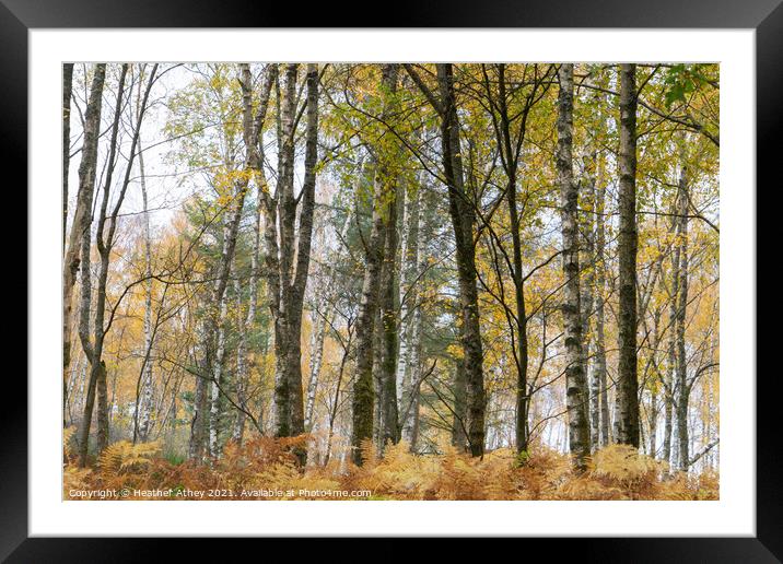 Silver birch and bracken in autumn Framed Mounted Print by Heather Athey