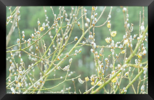 Pussy Willow buds Framed Print by Heather Athey