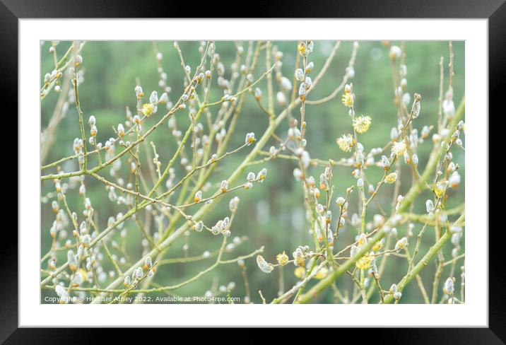 Pussy Willow buds Framed Mounted Print by Heather Athey