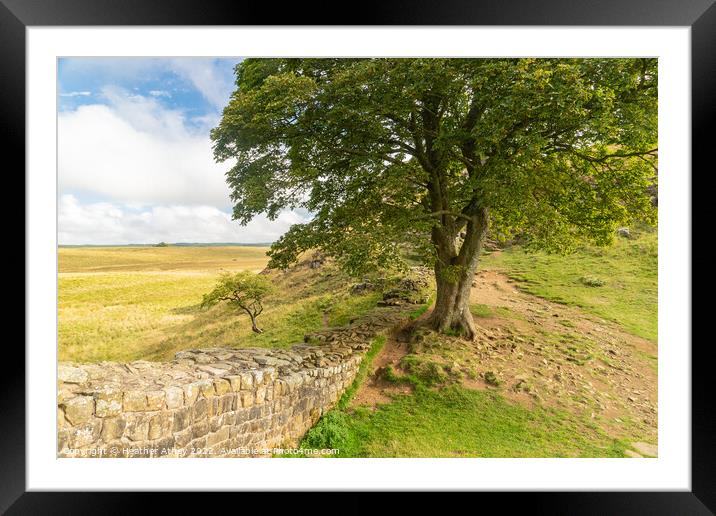 Sycamore Gap on The Hadrian's Wall trail Framed Mounted Print by Heather Athey