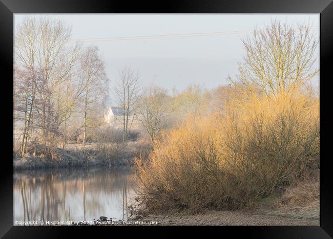 Plant tree Framed Print by Heather Athey