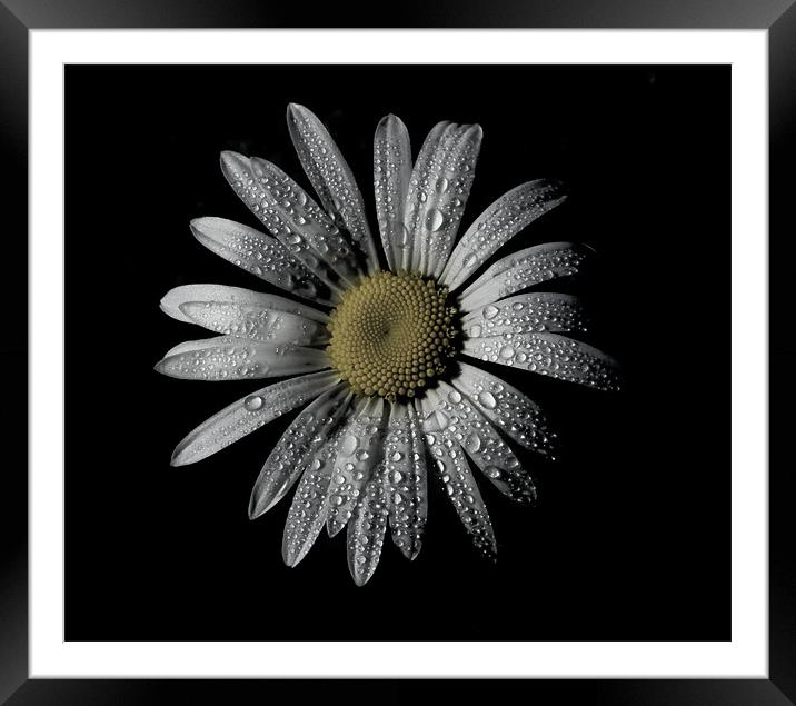 Daisy Dew Framed Mounted Print by Heather Athey