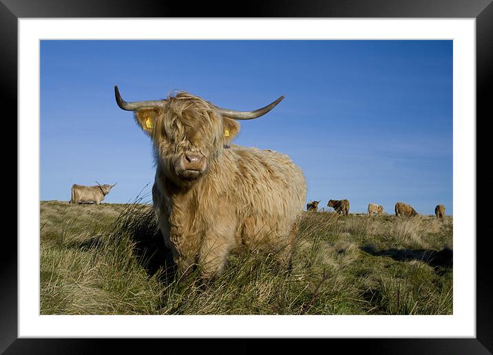 Highland cow Framed Mounted Print by Heather Athey