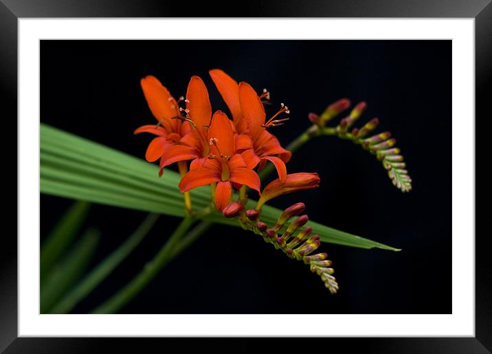 Crocosmia Framed Mounted Print by Heather Athey