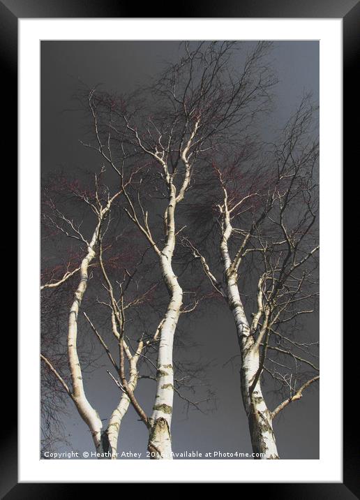 Silver Birch Framed Mounted Print by Heather Athey