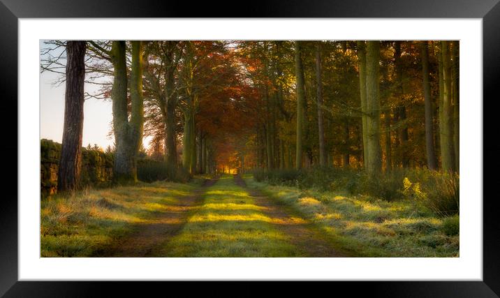 Woodland Walk Framed Mounted Print by Heather Athey