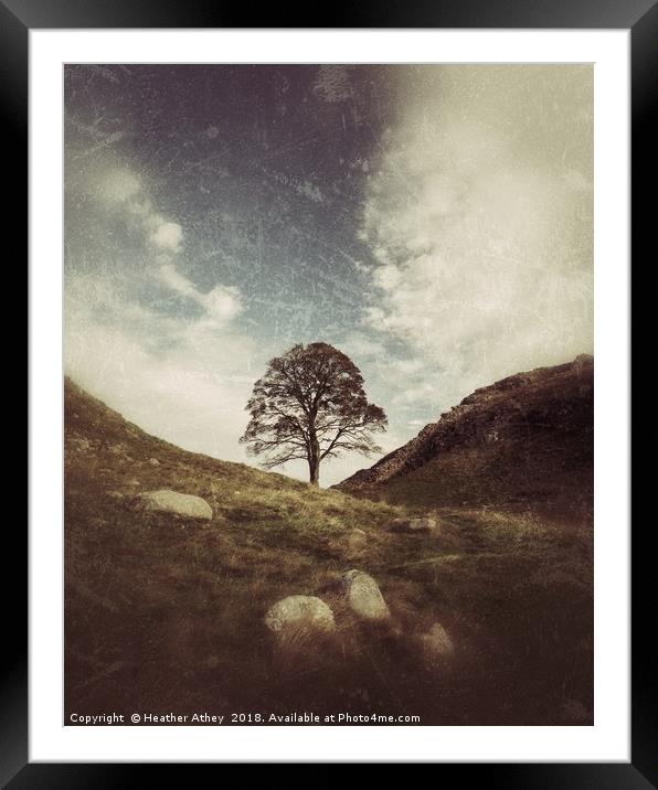 Sycamore Gap Framed Mounted Print by Heather Athey