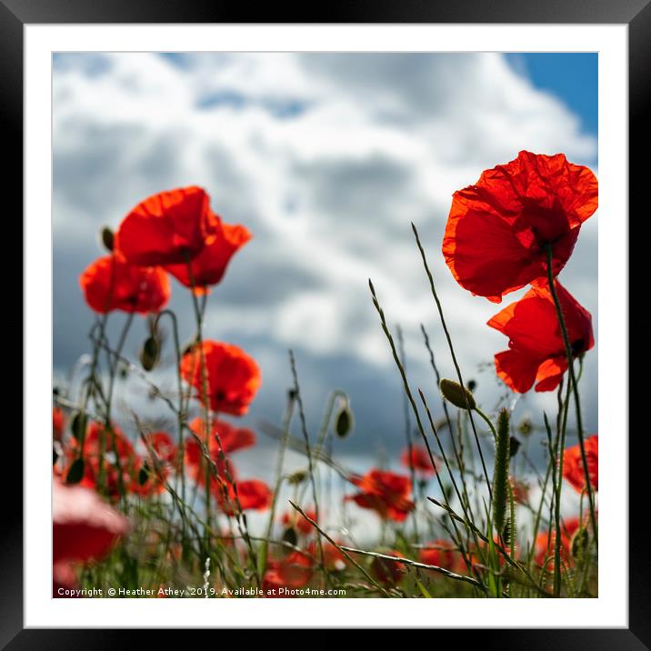 Poppies Framed Mounted Print by Heather Athey