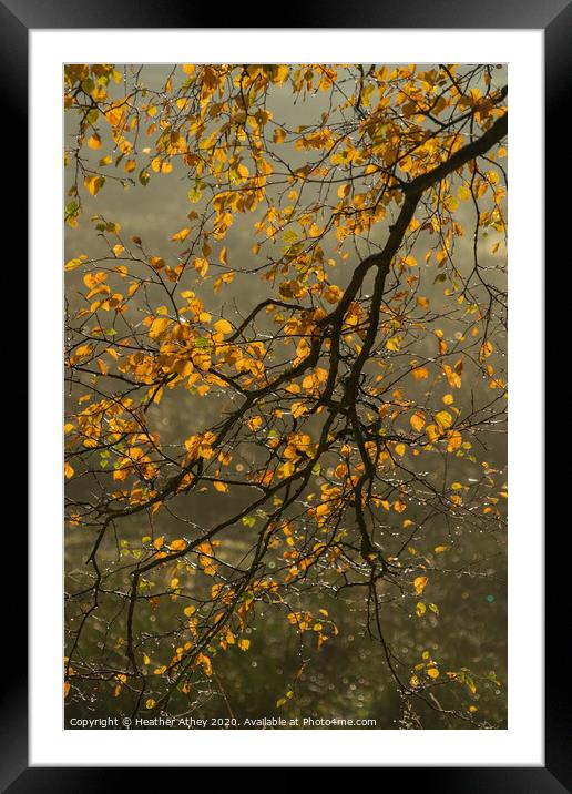 Autumn Branch Framed Mounted Print by Heather Athey