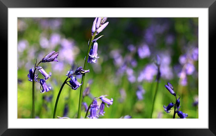 Bluebells Lickey End Framed Mounted Print by Oliver Walton