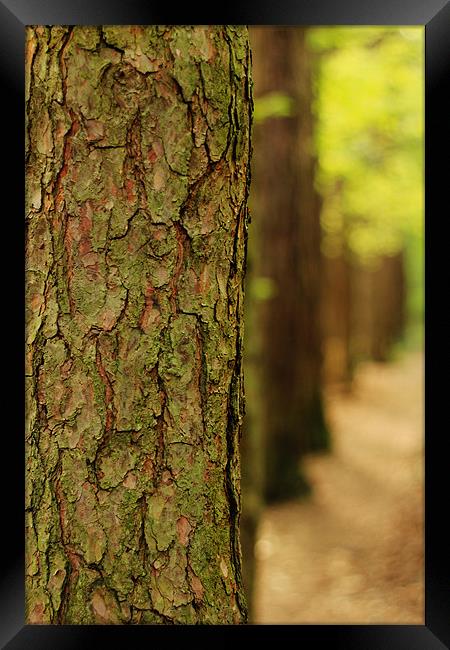 Line of Trees Framed Print by Oliver Walton