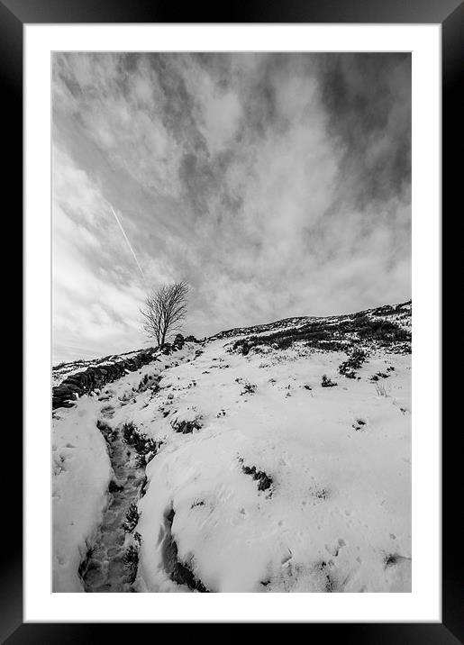 Lone Tree Framed Mounted Print by Phil Tinkler