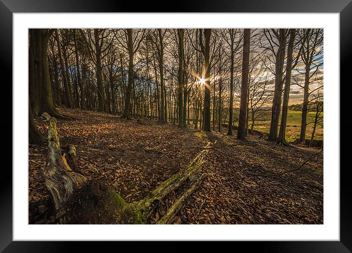 Sun through the Trees Framed Mounted Print by Phil Tinkler