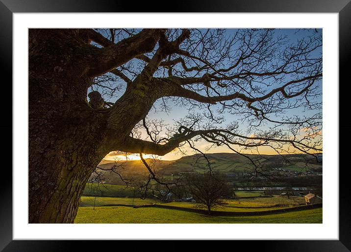 Out stretched tree Framed Mounted Print by Phil Tinkler