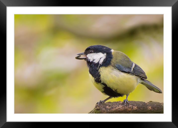Great Tit Framed Mounted Print by Phil Tinkler