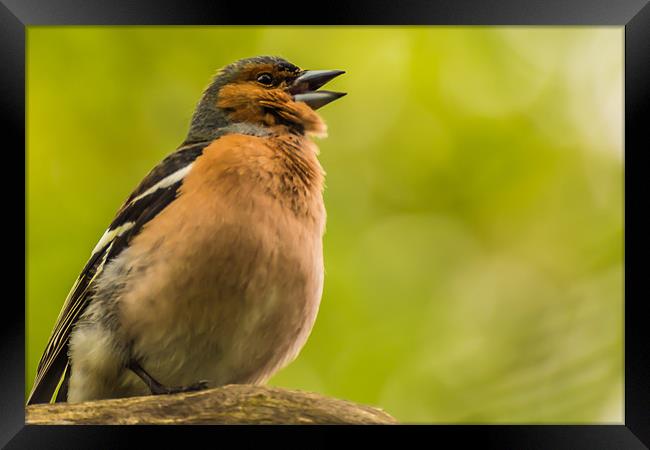 Chaffinch Calling Framed Print by Phil Tinkler