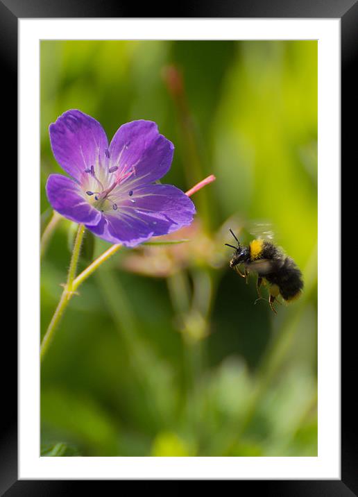 Bee in Flight Framed Mounted Print by Phil Tinkler