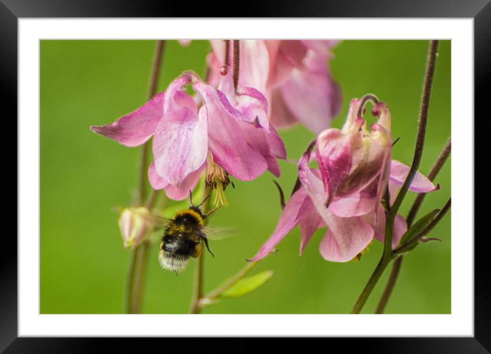 Bee on Target Framed Mounted Print by Phil Tinkler