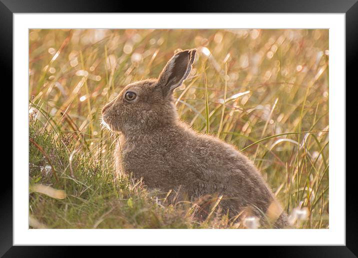 Mountain Hare Framed Mounted Print by Phil Tinkler