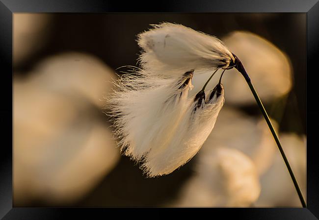 Cotton Grass in the Evening Sun Framed Print by Phil Tinkler