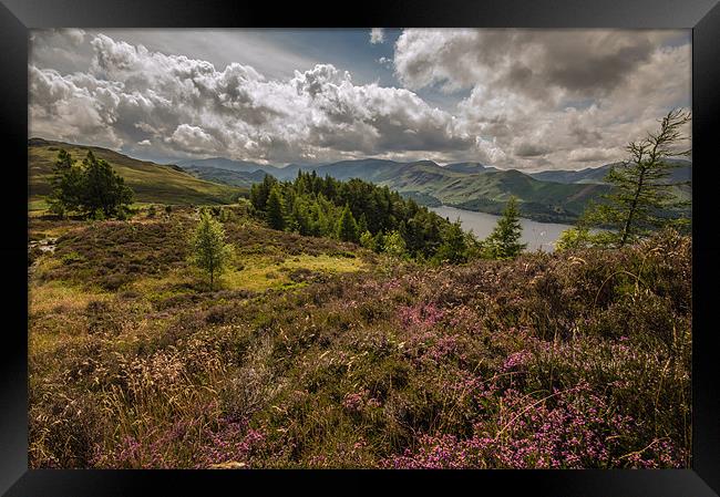 Heather Blooms in the Lake District Framed Print by Phil Tinkler